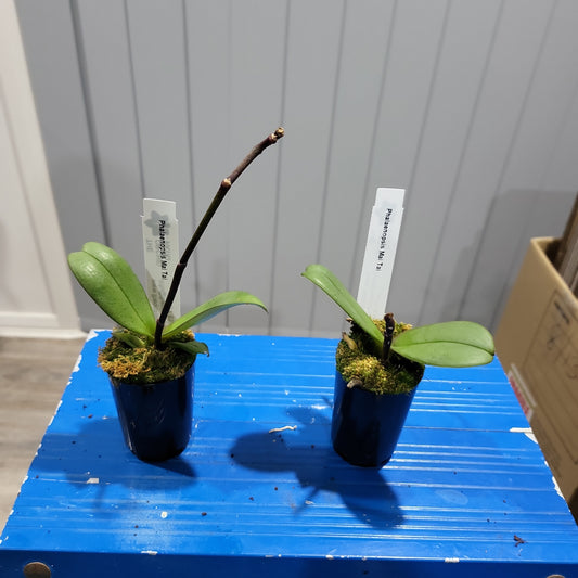 Phalaenopsis Mai Tai (In Spike)