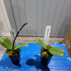 Phalaenopsis Mai Tai (In Spike)