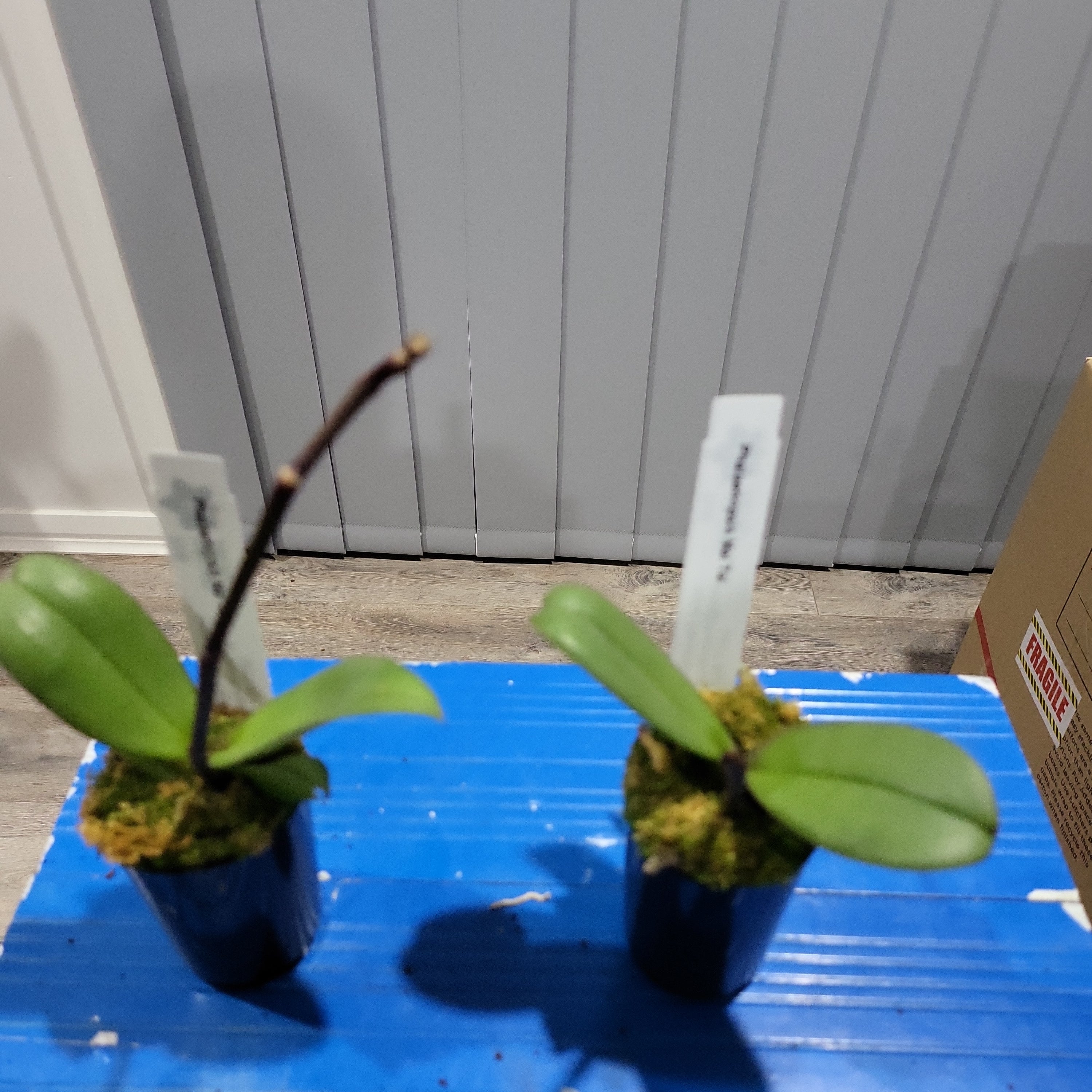 Phalaenopsis Mai Tai (In Spike)