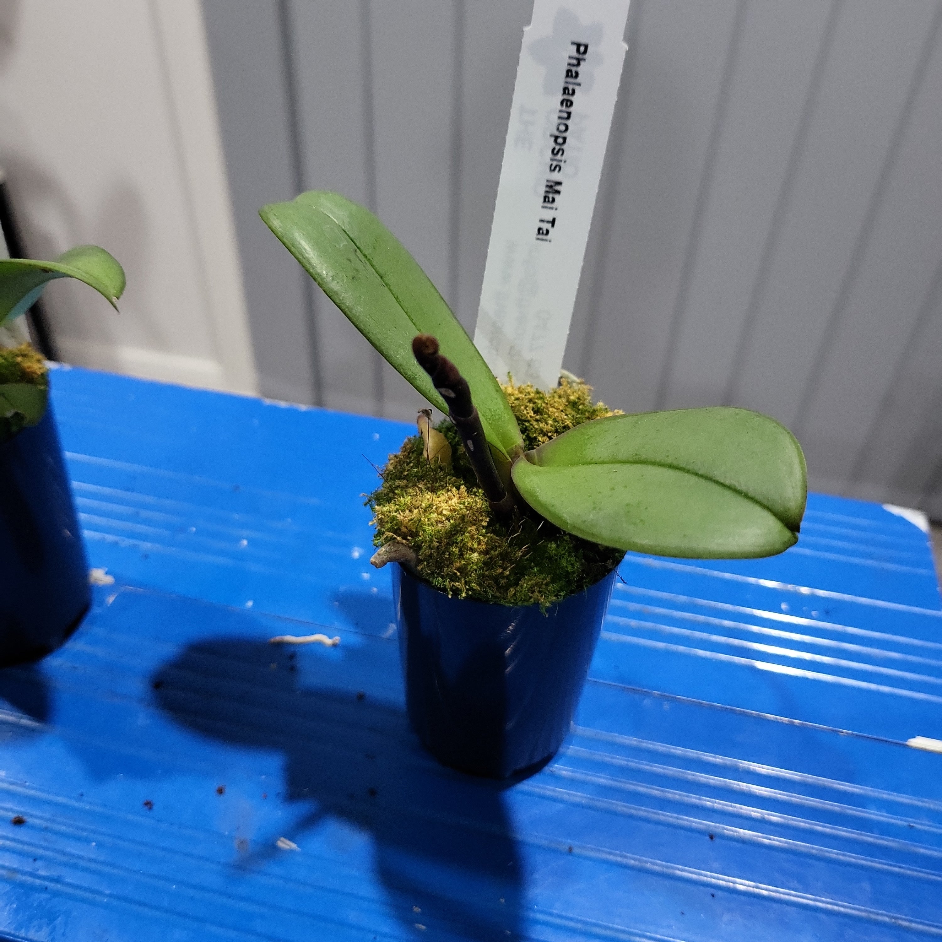 Phalaenopsis Mai Tai (In Spike)
