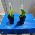 Pack of 14 Beautiful Cattleya Hybrids with FREE SHIPPING!