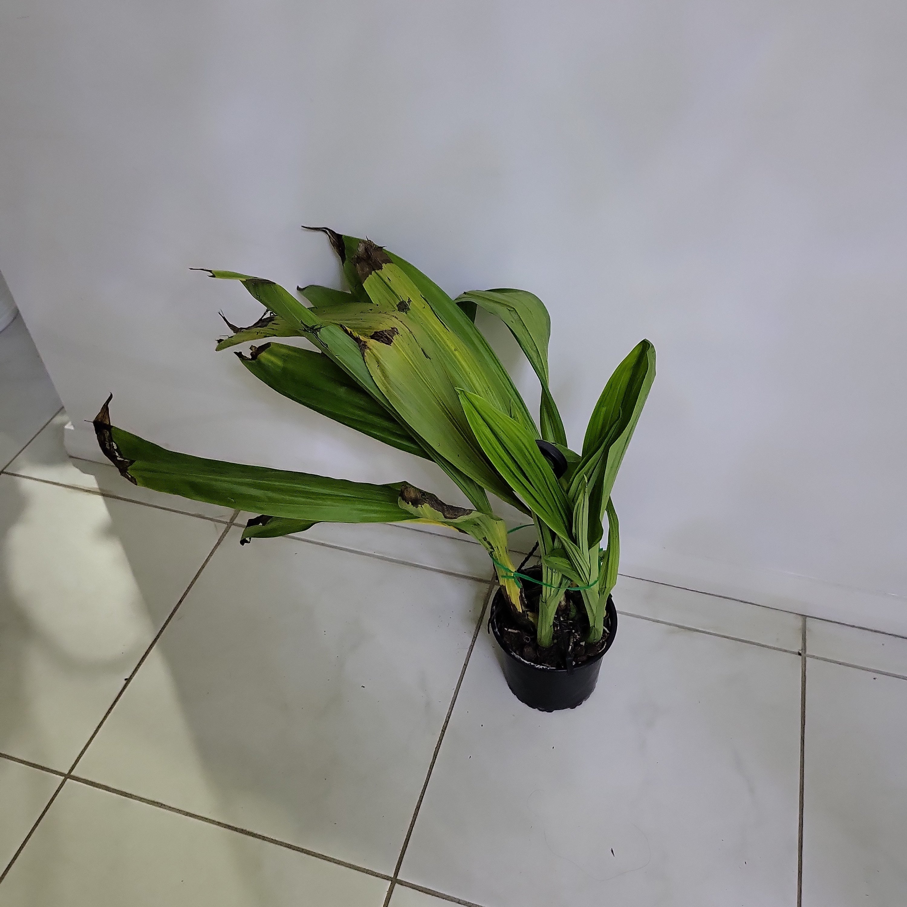 Phaius Tankervilleae (Swamp Orchid) Secondary image