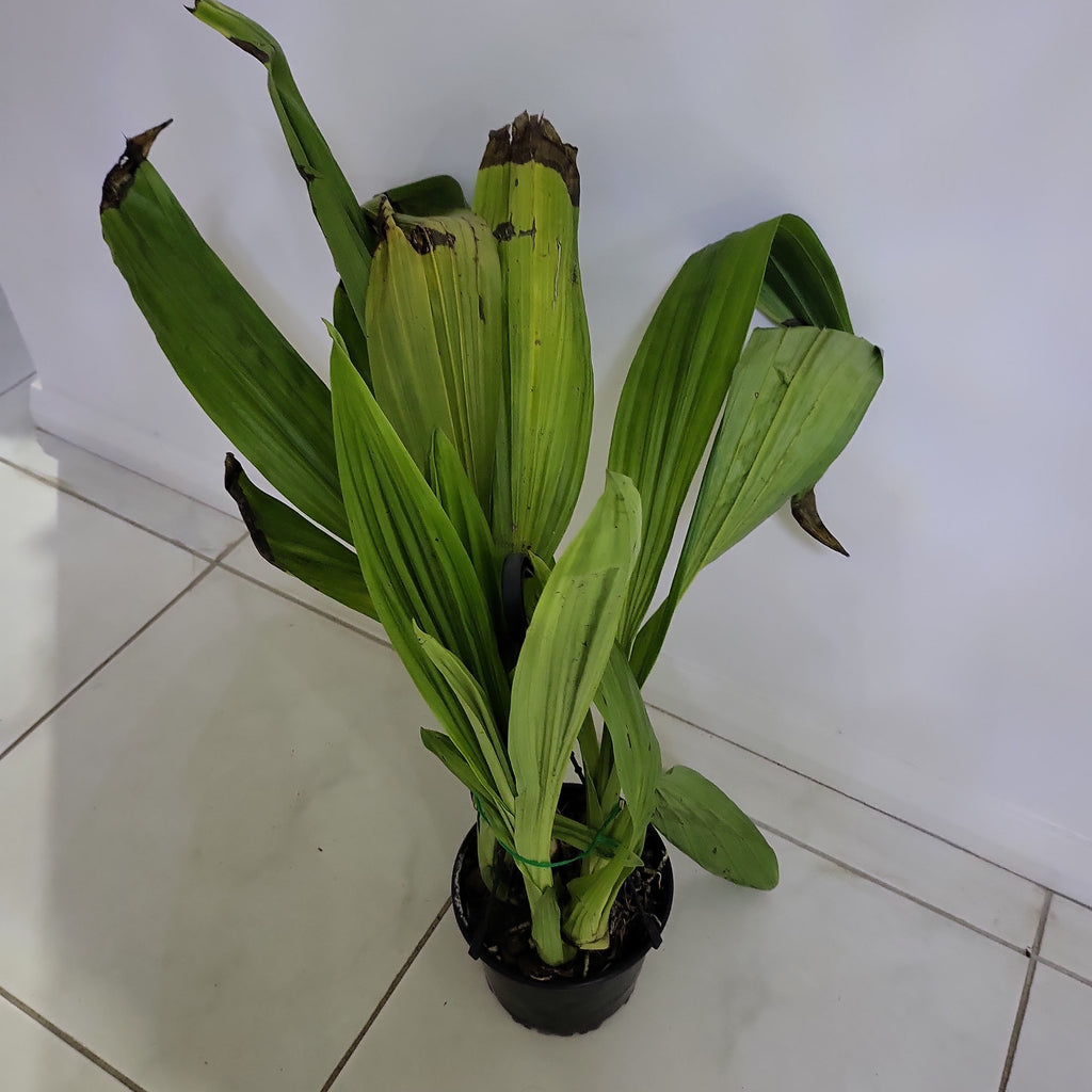 Phaius Tankervilleae (Swamp Orchid)