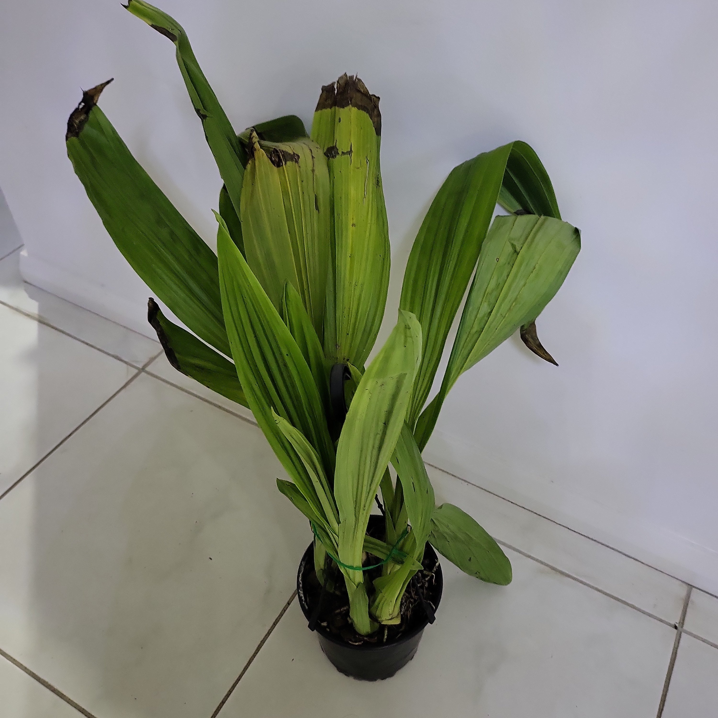 Phaius Tankervilleae (Swamp Orchid)