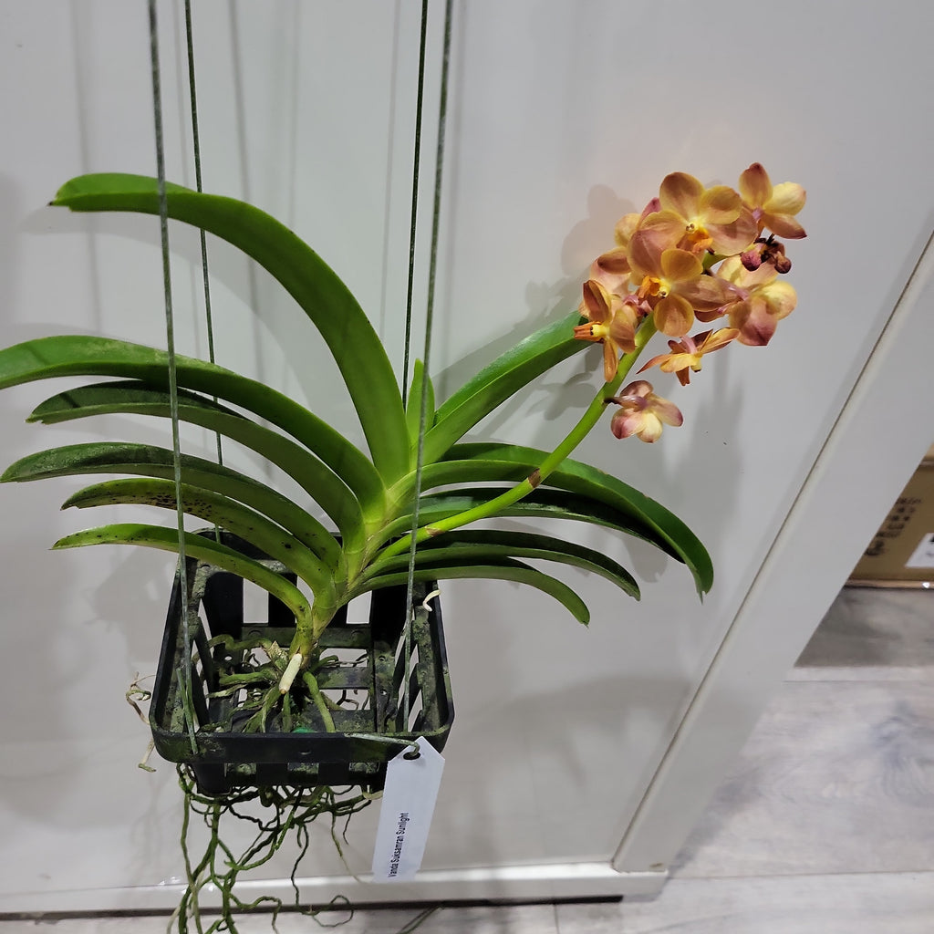 Vanda Suksamran Sunlight (IN FLOWER)