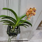 Vanda Suksamran Sunlight (IN FLOWER)
