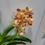 Vanda Suksamran Sunlight (IN FLOWER)