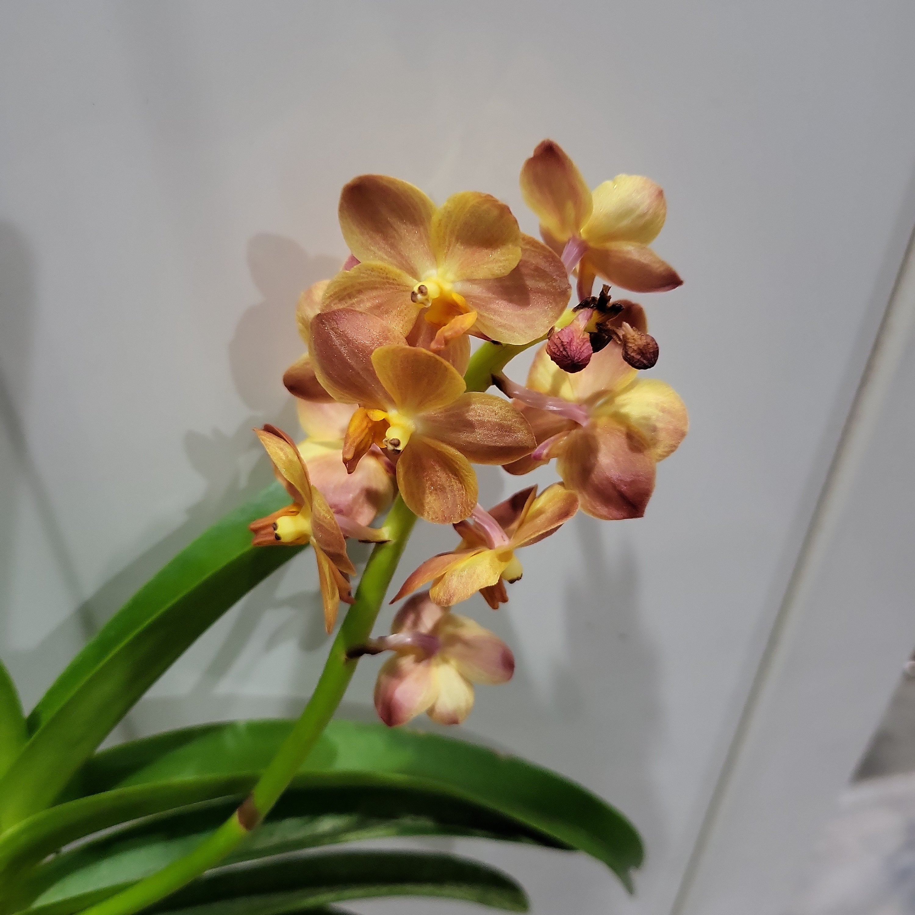 Vanda Suksamran Sunlight (IN FLOWER)