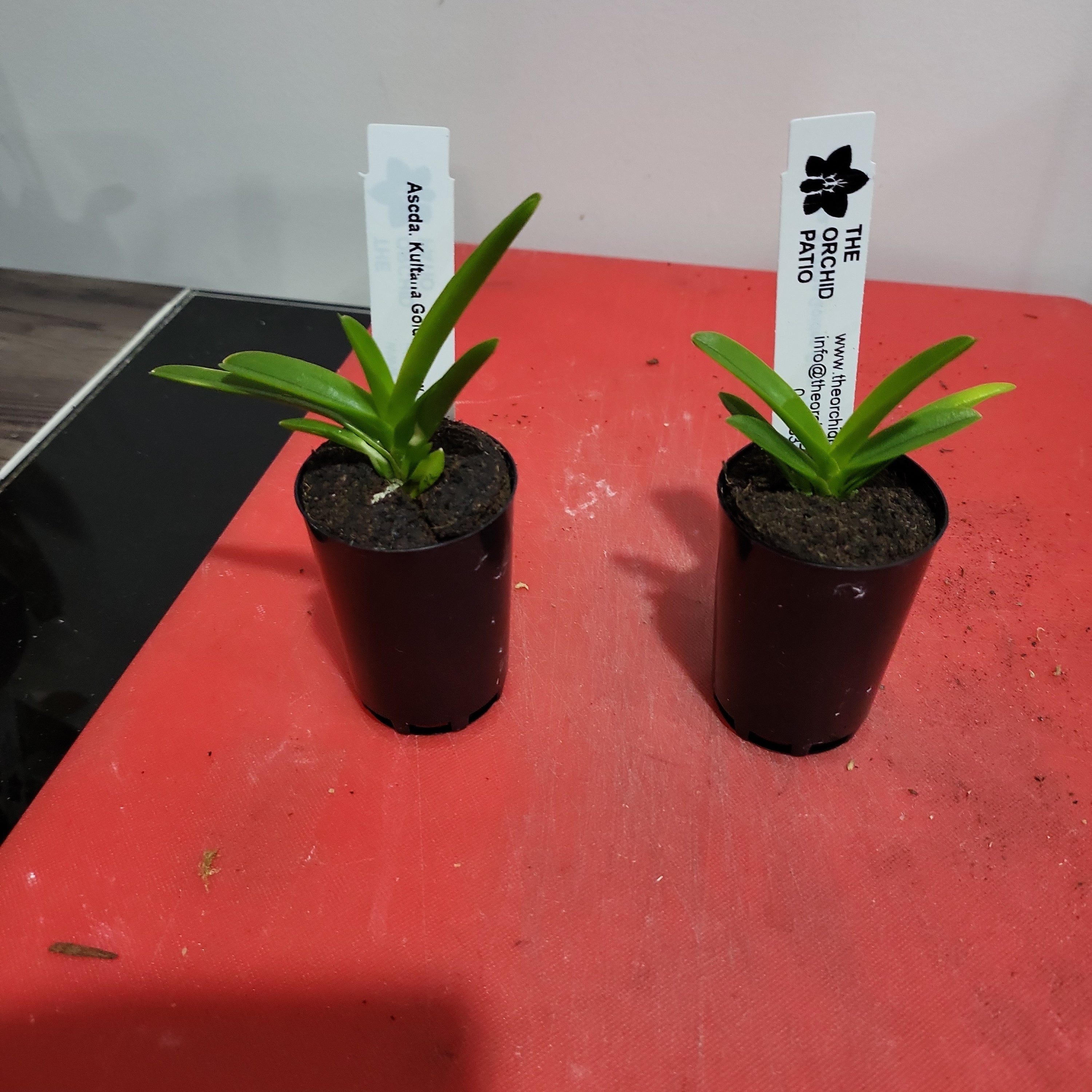 PACK OF 8 VANDA HYBRID SEEDLINGS