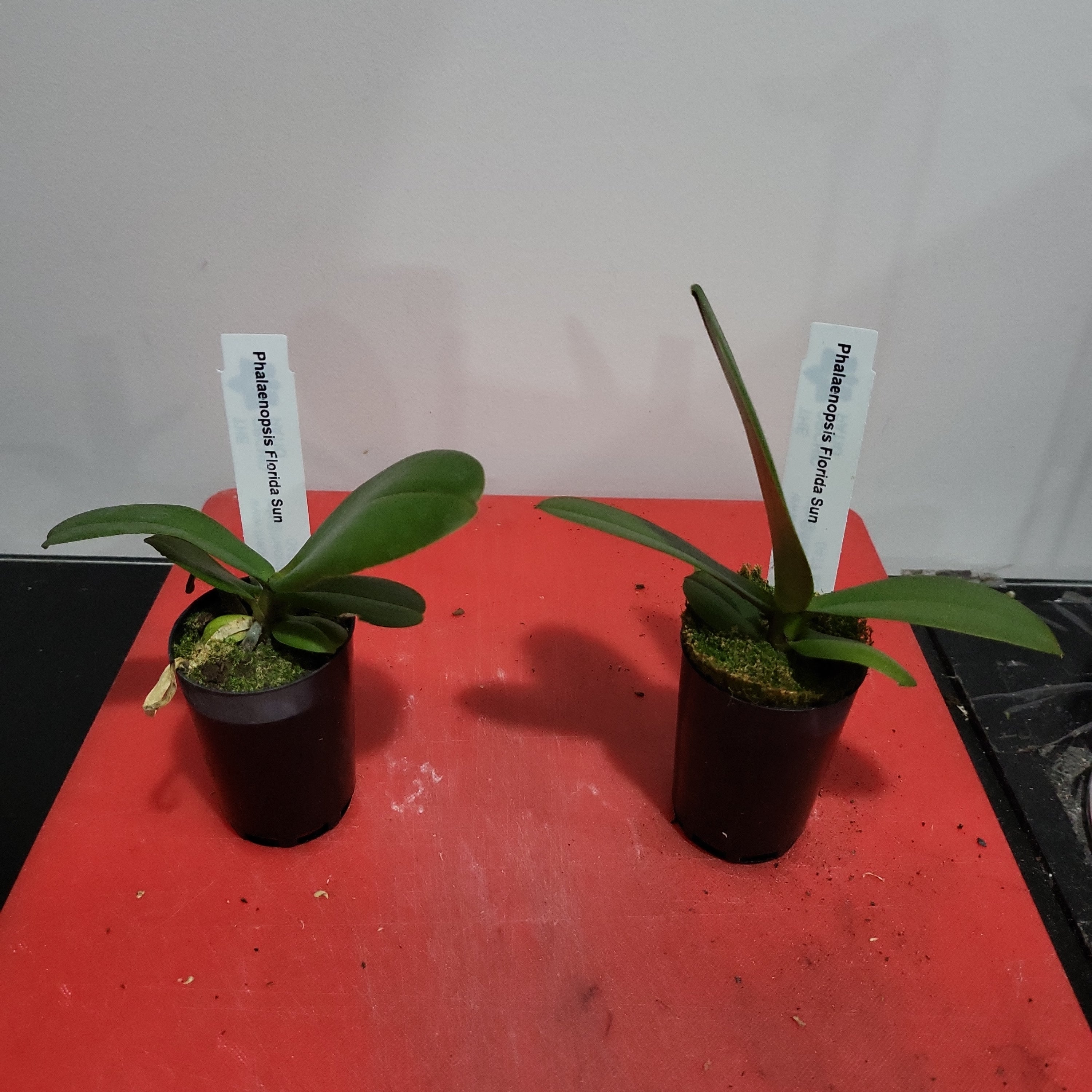 Phalaenopsis Florida Sun (Healthy in 50mm pot) Secondary image
