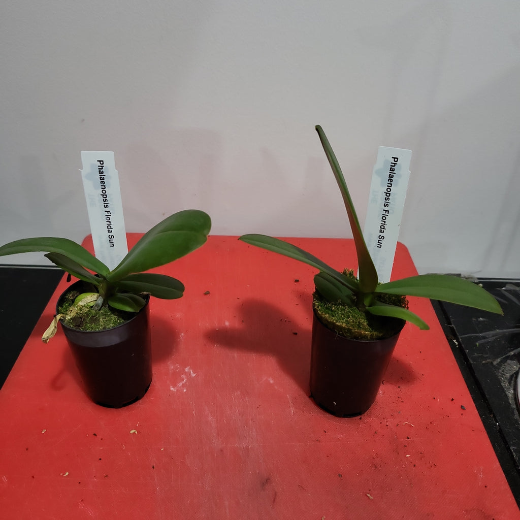 Phalaenopsis Florida Sun (Healthy in 50mm pot)