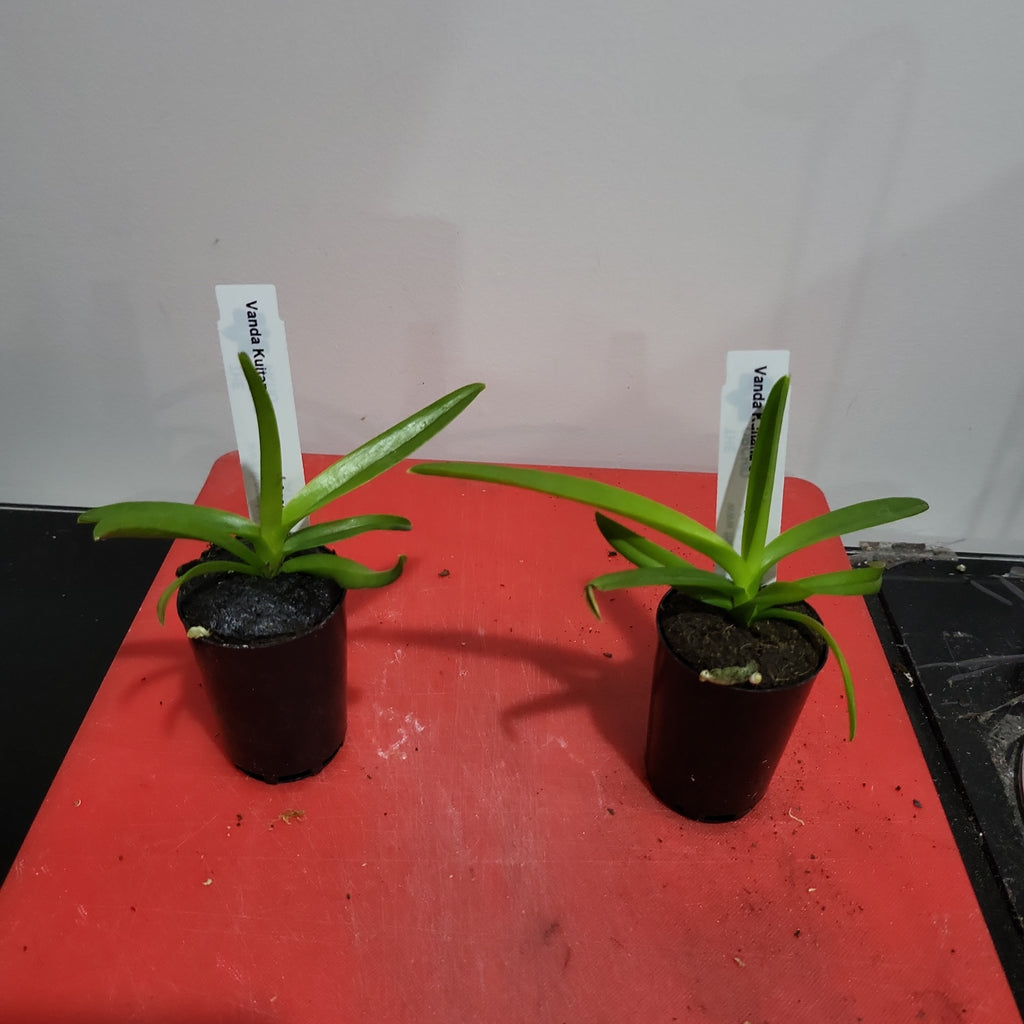 Vanda Kultana Scarlet (4n) x Ascda. Wilas (4n)