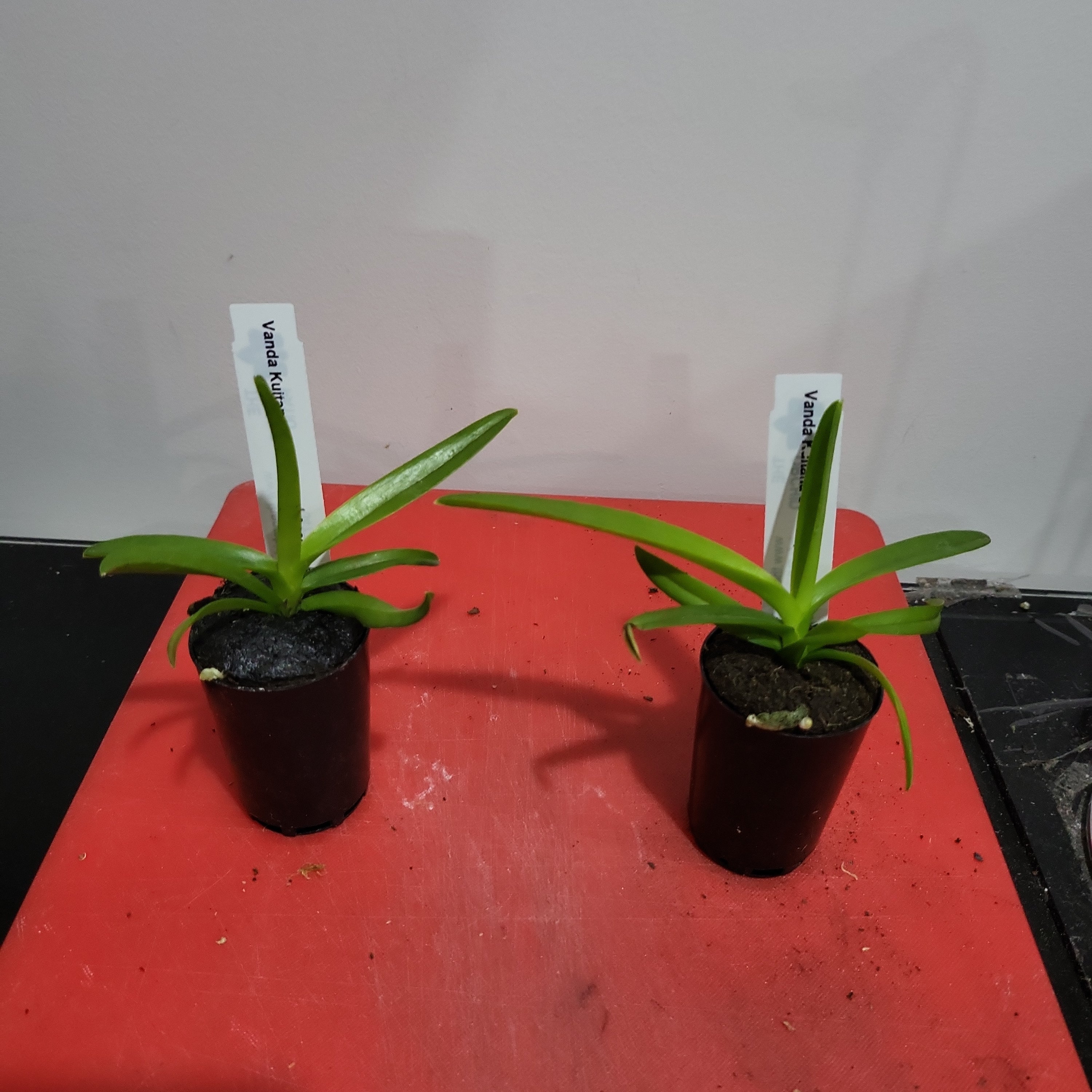Vanda Kultana Scarlet (4n) x Ascda. Wilas (4n)