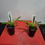 Vanda Kultana Scarlet (4n) x Ascda. Wilas (4n)