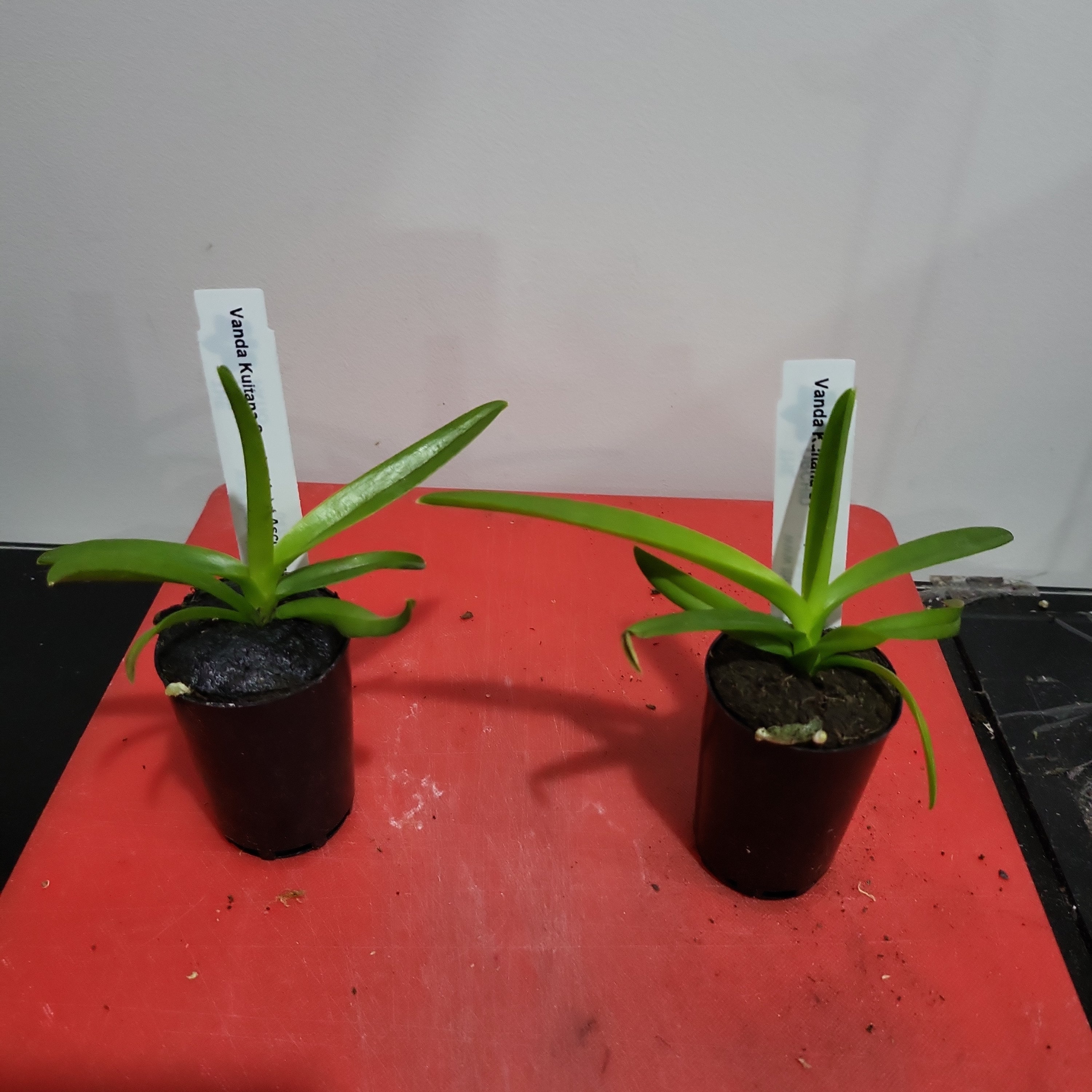 Vanda Kultana Scarlet (4n) x Ascda. Wilas (4n)