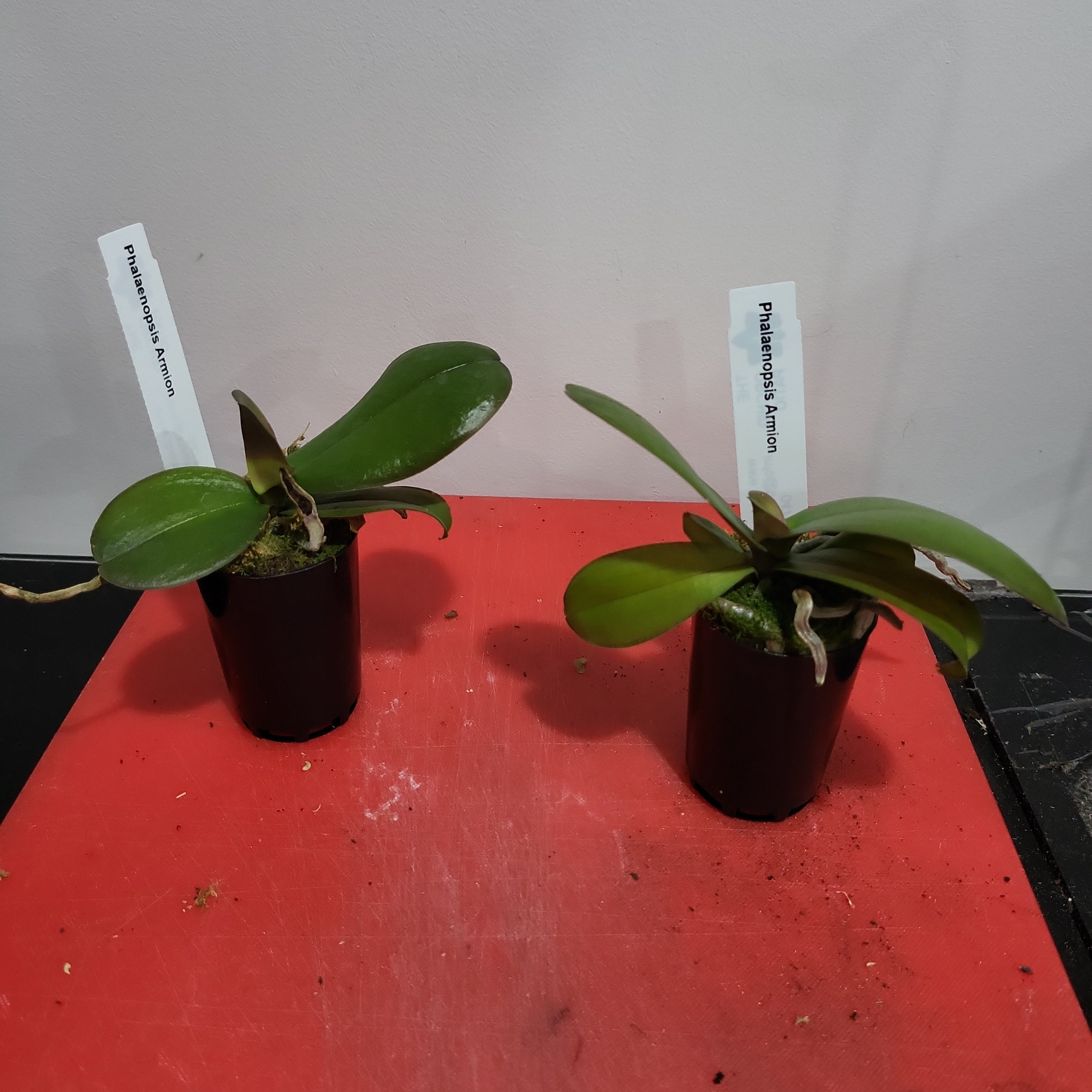 Phalaenopsis Armion (Healthy in 50mm pot) Secondary image