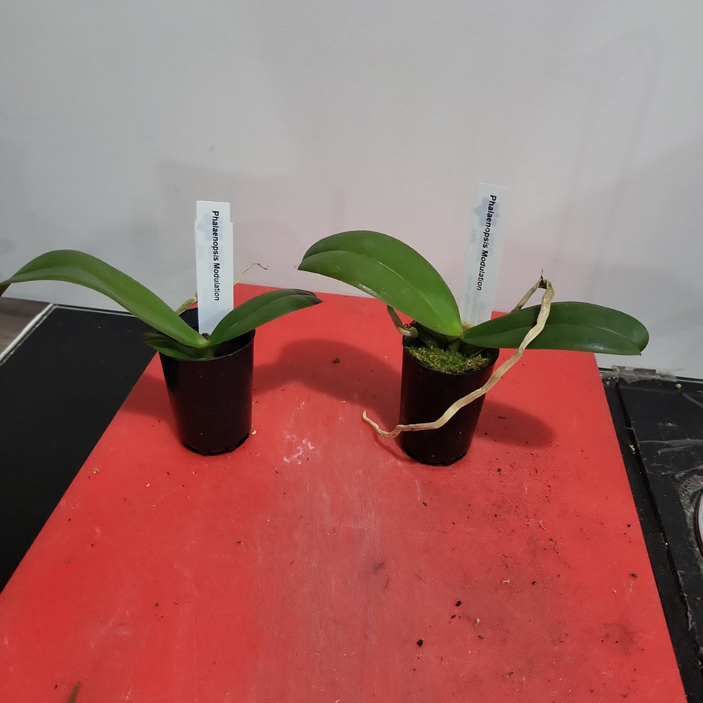 Phalaenopsis Modulation (Healthy in 50mm pot)