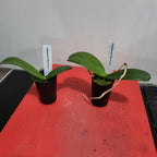 Phalaenopsis Modulation (Healthy in 50mm pot)