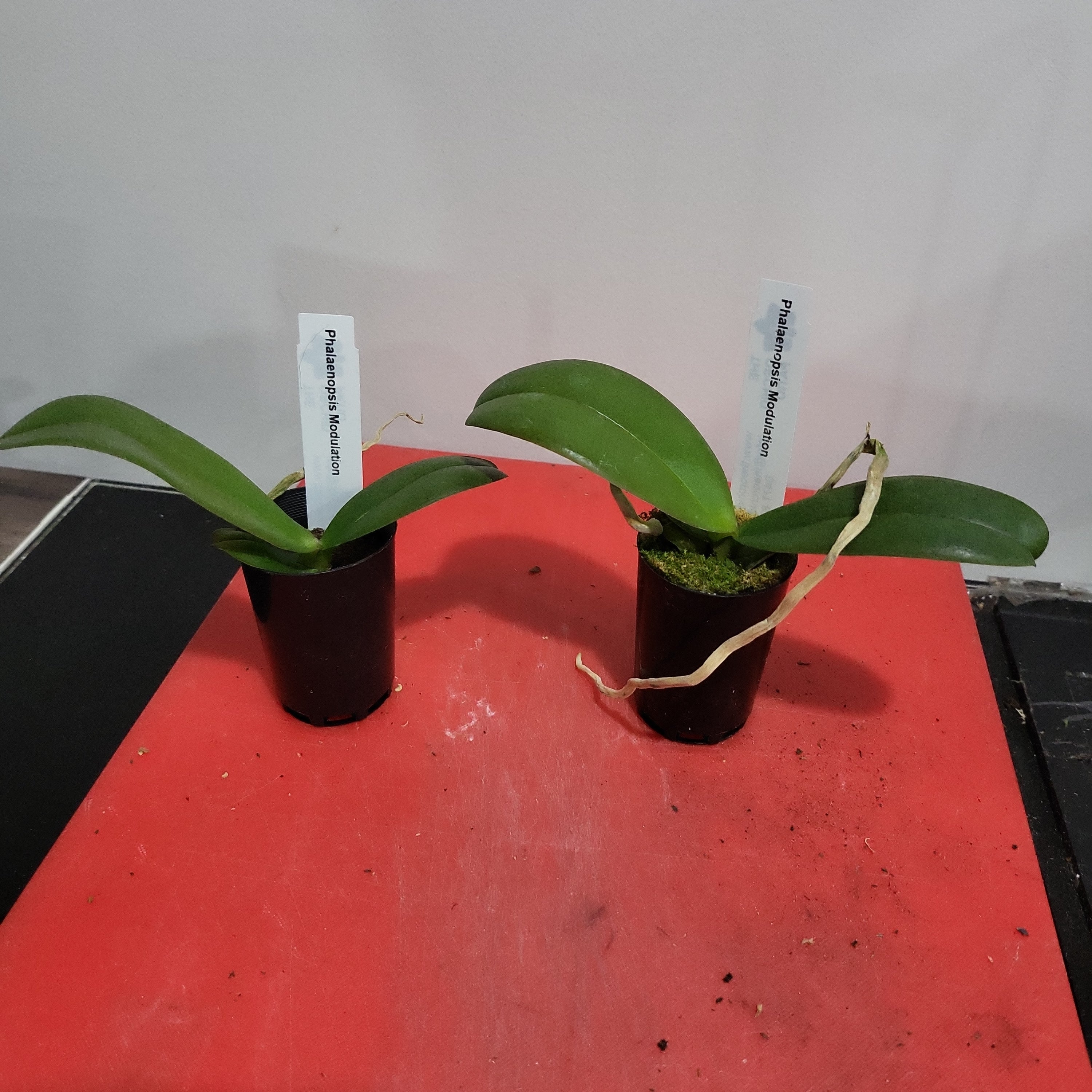 Phalaenopsis Modulation (Healthy in 50mm pot)