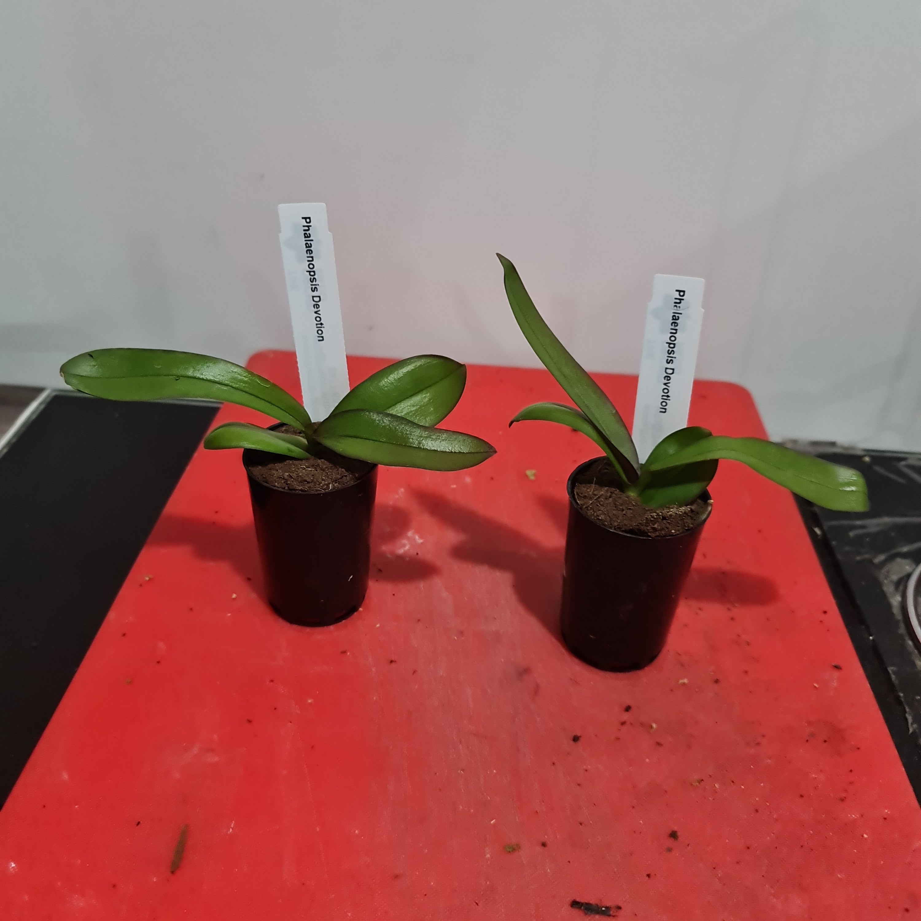 Phalaenopsis Devotion (Healthy in 50mm pot) Secondary image