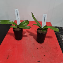 Phalaenopsis Devotion (Healthy in 50mm pot)