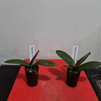 Phalaenopsis Tropic Wonderland (Healthy in 50mm pot)