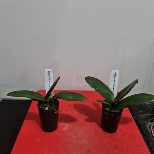Phalaenopsis Tropic Wonderland (Healthy in 50mm pot)