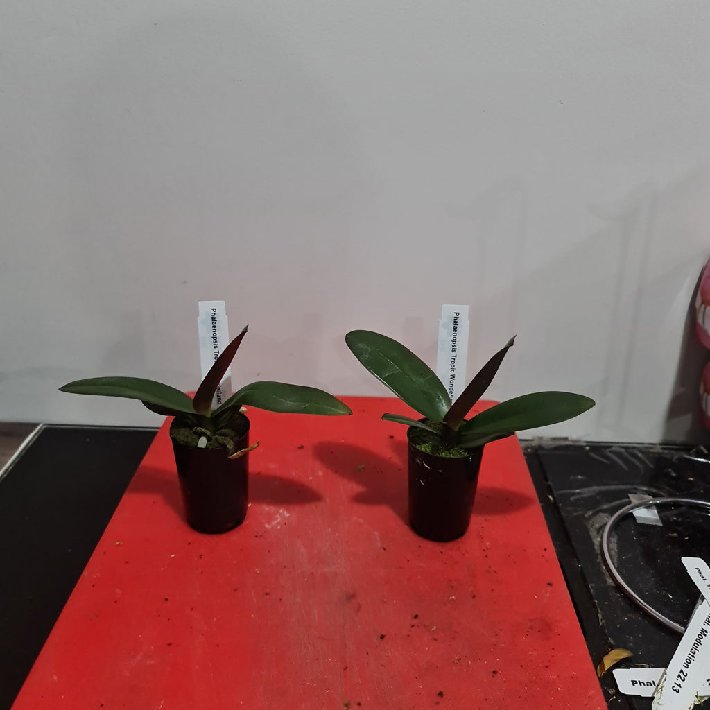 Phalaenopsis Tropic Wonderland (Healthy in 50mm pot)