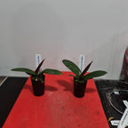 Phalaenopsis Tropic Wonderland (Healthy in 50mm pot)