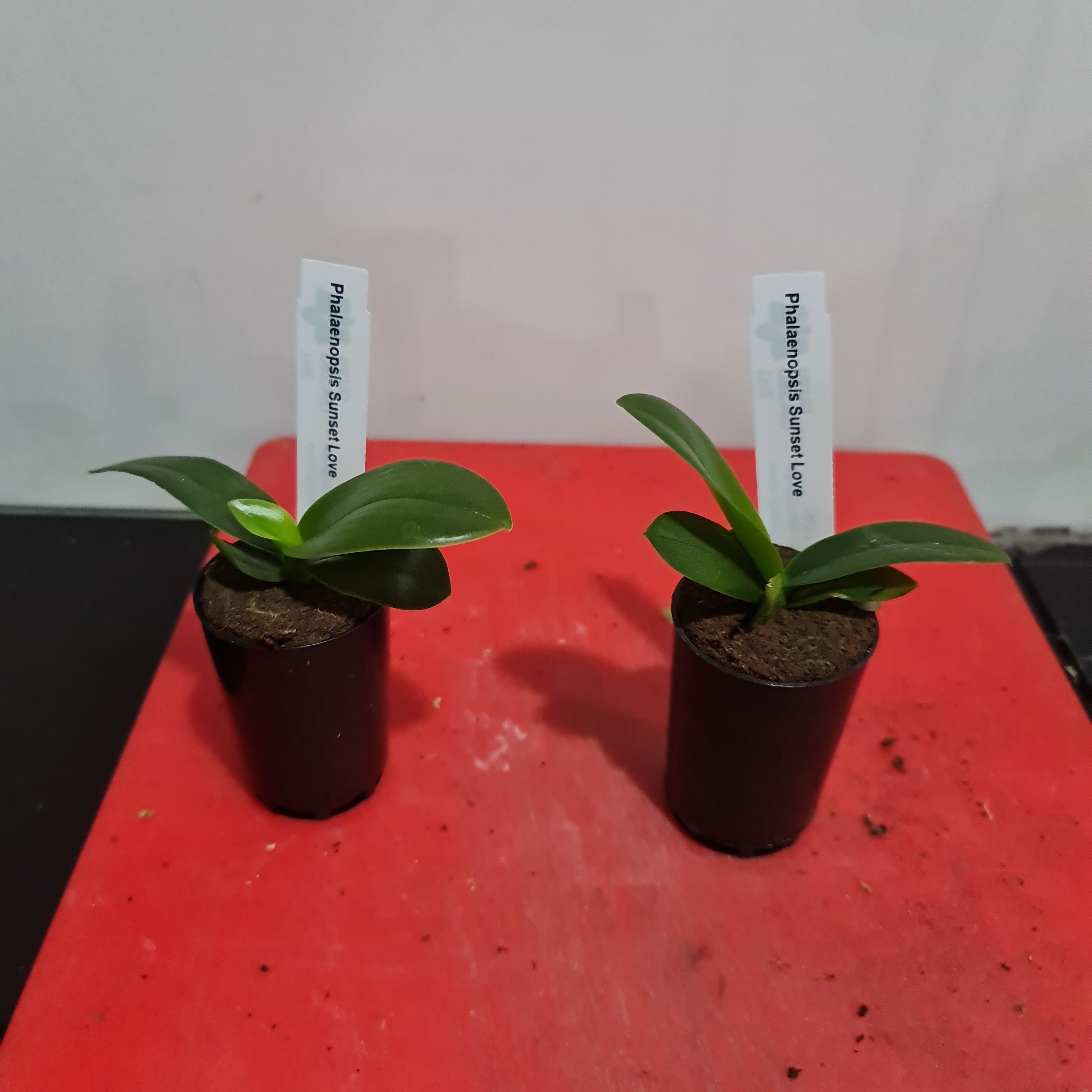 Phalaenopsis Sunset Love FRAGRANT (Healthy in 50mm pot) Secondary image