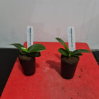Phalaenopsis Sunset Love FRAGRANT (Healthy in 50mm pot)