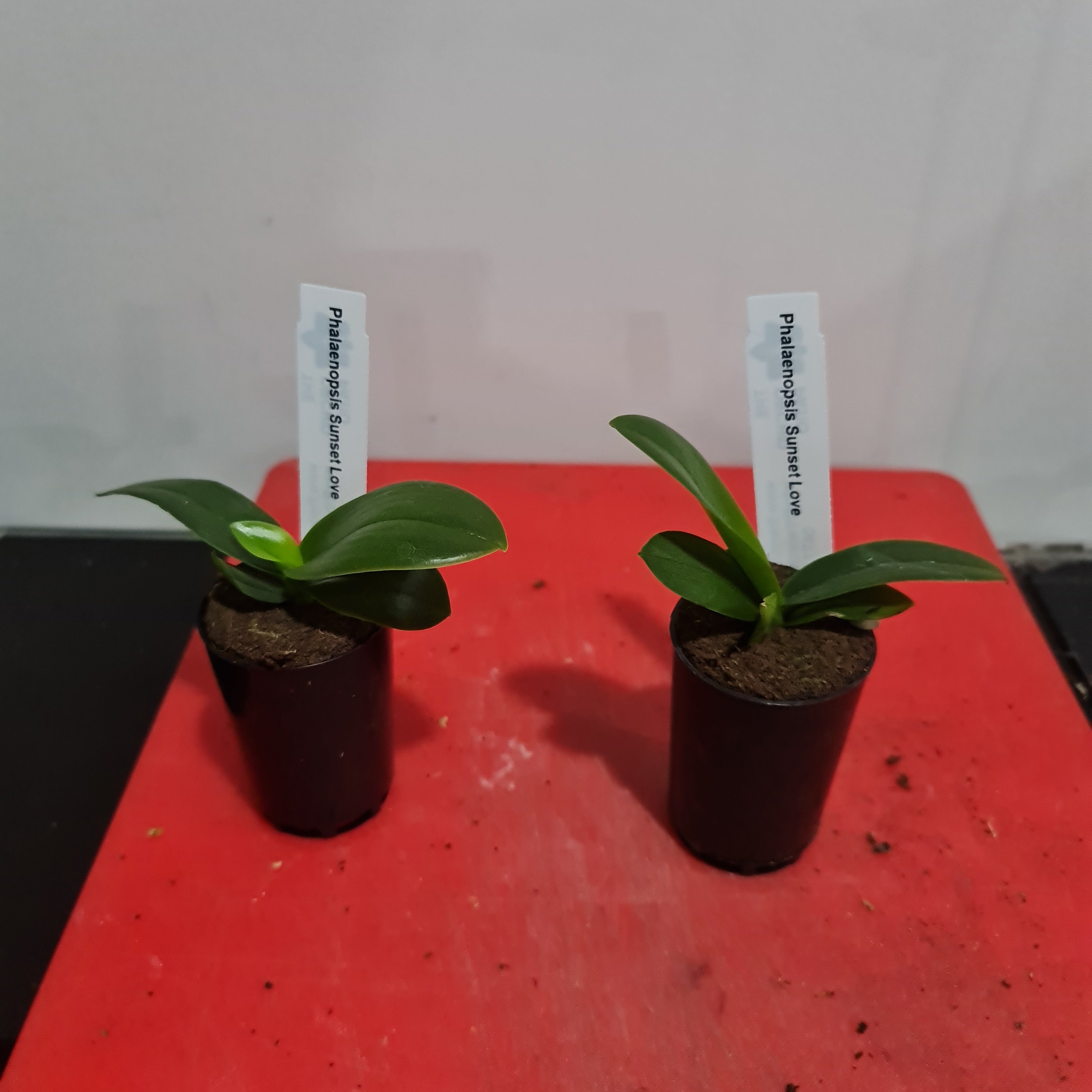 Phalaenopsis Sunset Love FRAGRANT (Healthy in 50mm pot)