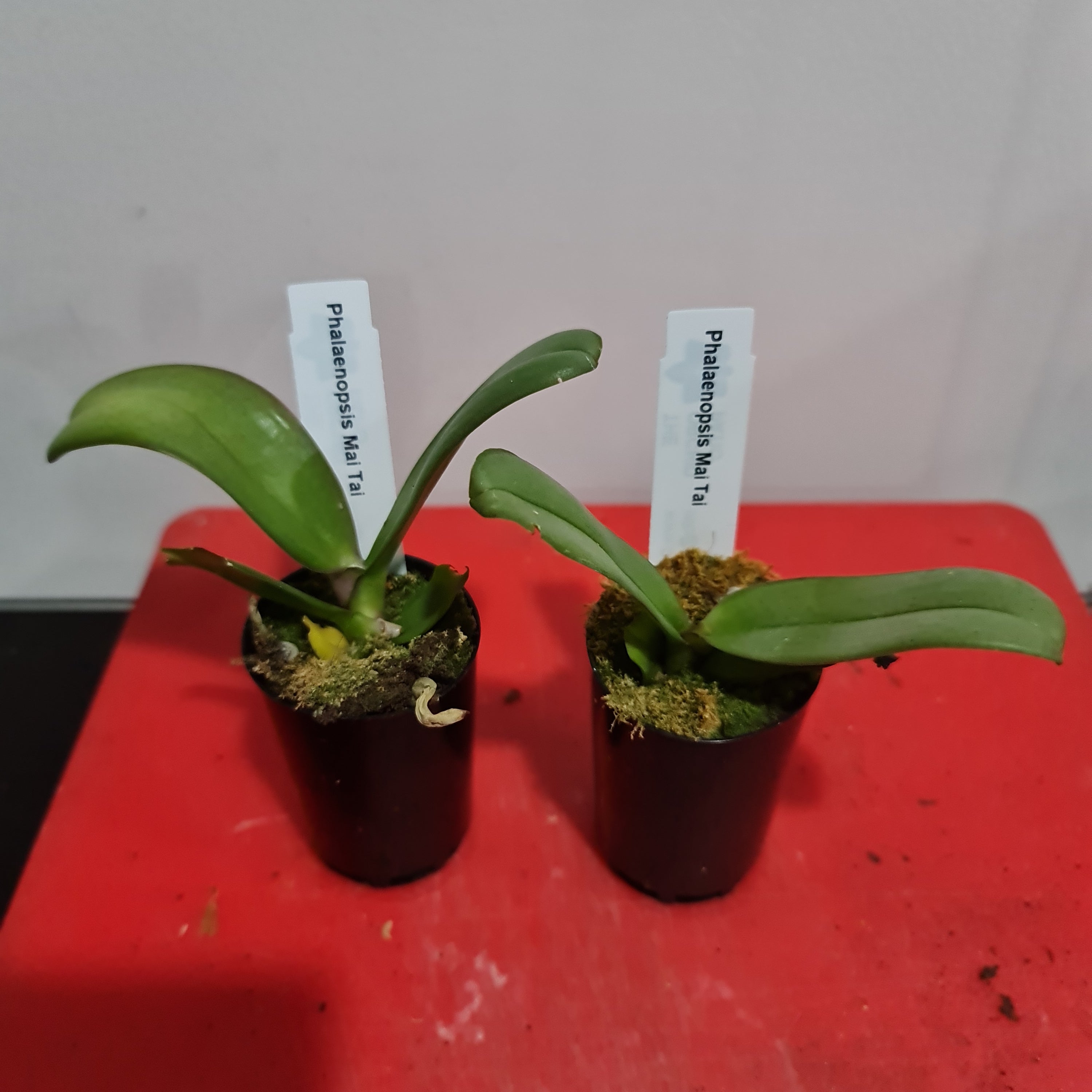 Phalaenopsis Mai Tai Secondary image