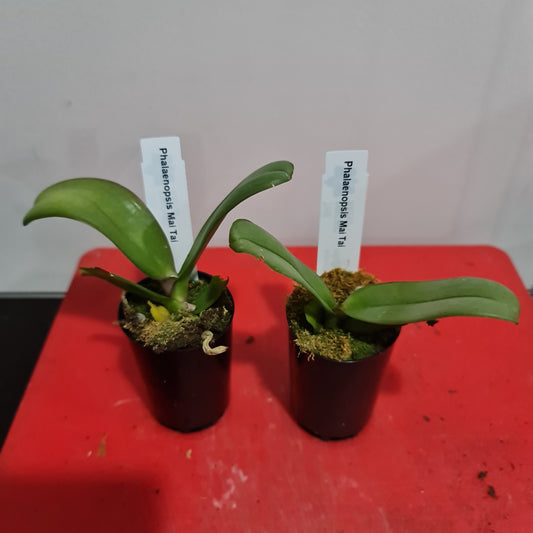 Phalaenopsis Mai Tai