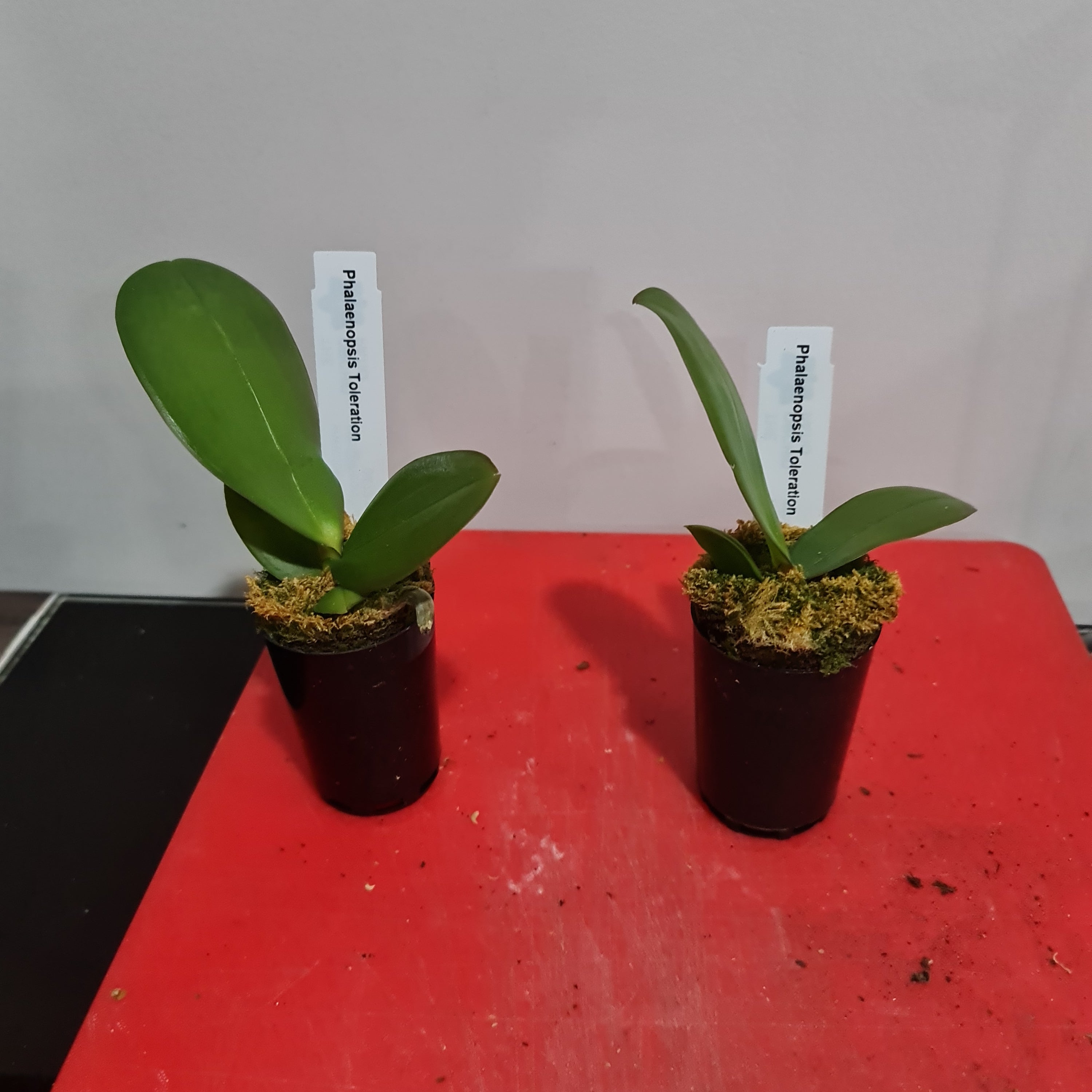 Phalaenopsis Toleration (Healthy in 50mm pot) Secondary image