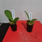 Phalaenopsis Toleration (Healthy in 50mm pot)