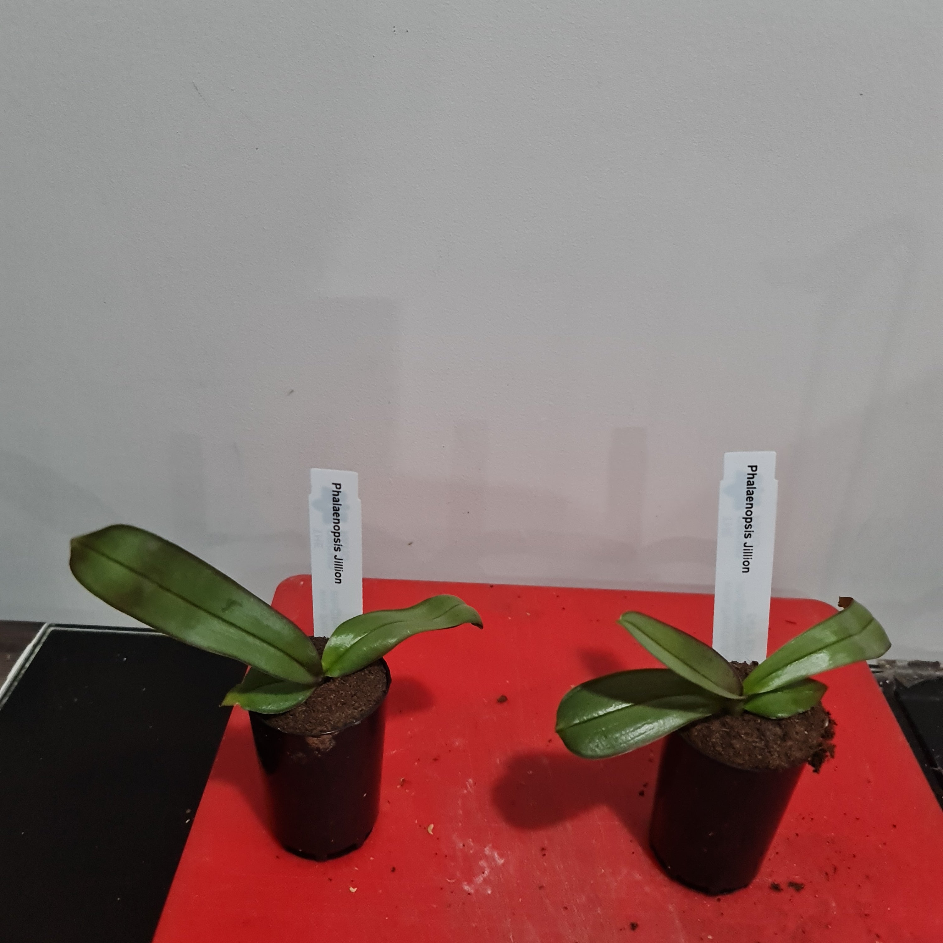 Phalaenopsis Jillion (Healthy in 50mm pot) Secondary image