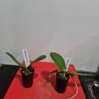 Phalnopsiaes Silver Light (LARGE WHITE FLOWERS)