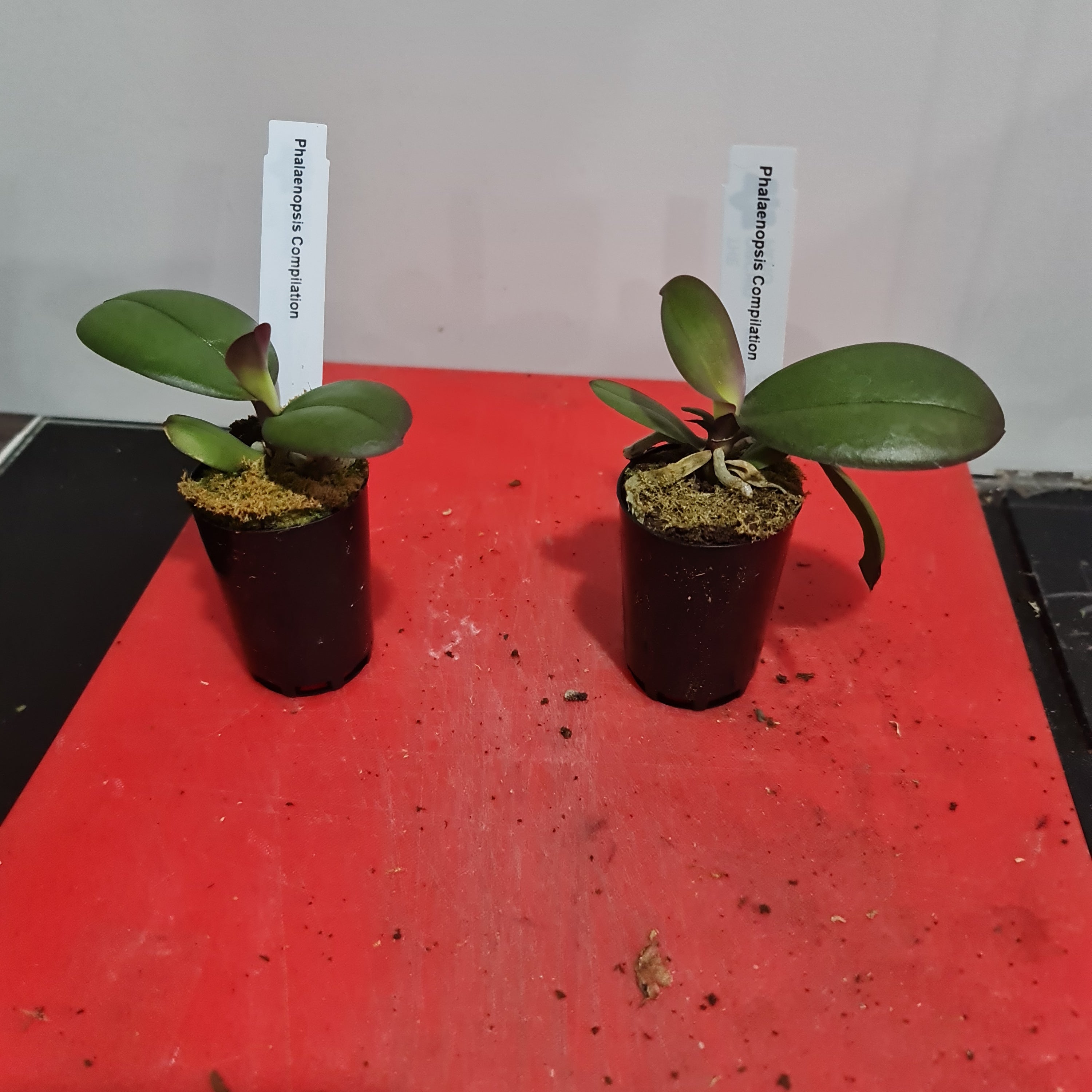 Phalaenopsis Compilation (Healthy in 50mm pot) Secondary image