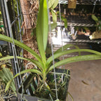 Vanda Mimi Palmer x Merrillii