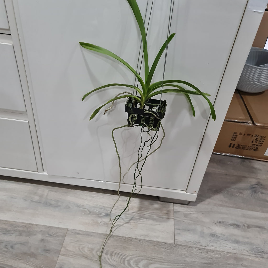 Vanda Mimi Palmer x Merrillii
