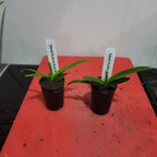 Vanda Kultana Ruby 4N (Tetraploid)