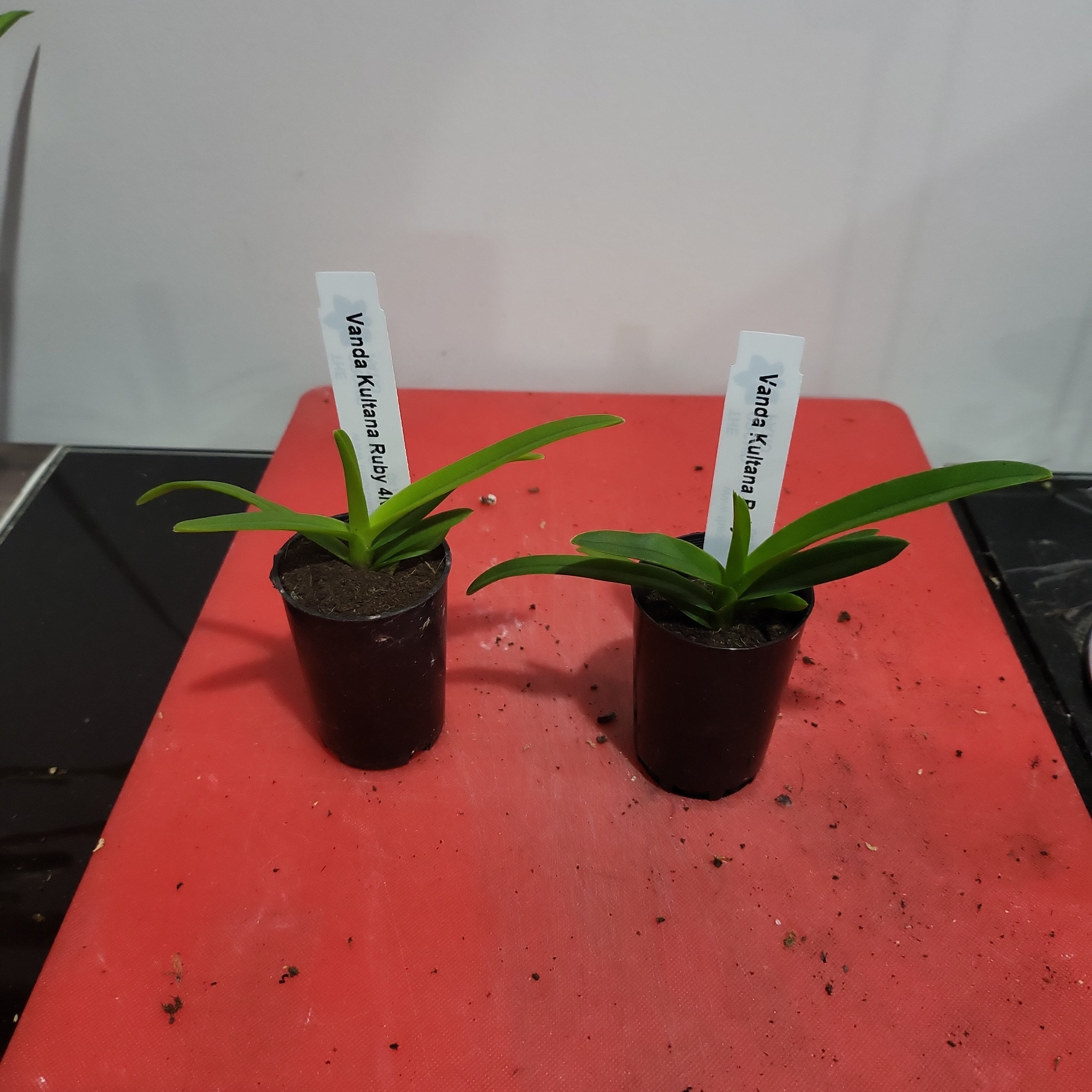 Vanda Kultana Ruby 4N (Tetraploid)