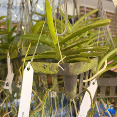 Vanda miniata (Miniature - good for small areas)