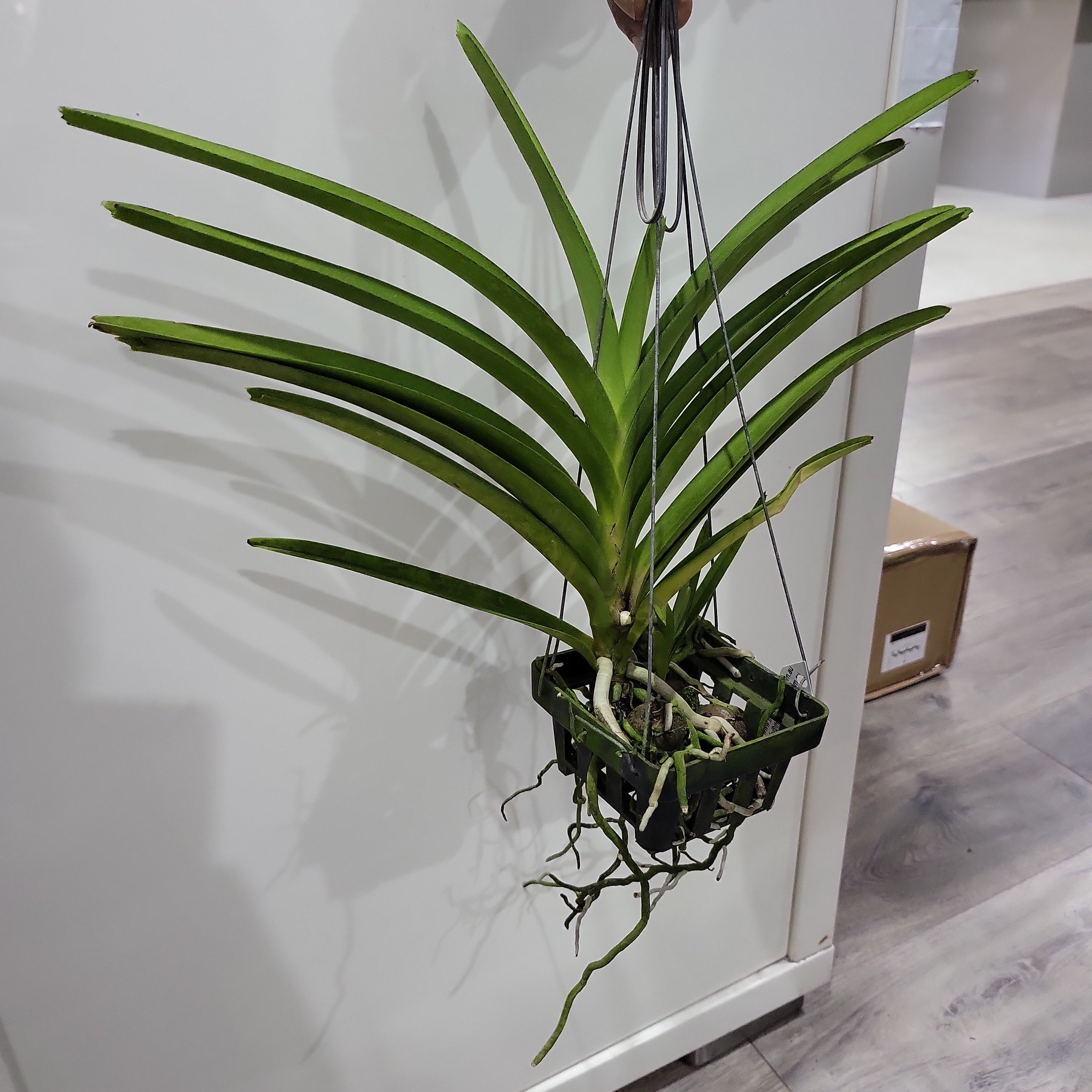 IN SPIKE NOW! Vanda Mimi Palmer (Rare and Fragrant) Secondary image