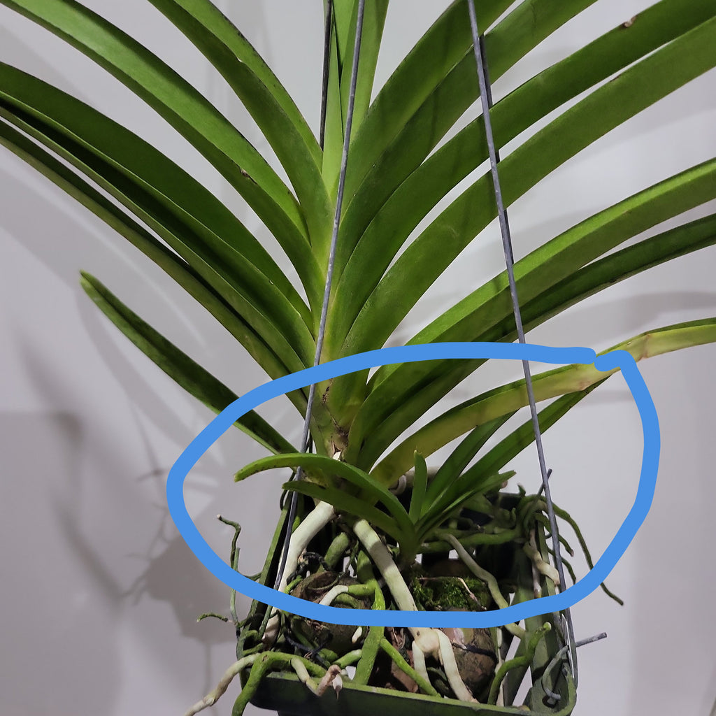 IN SPIKE NOW! Vanda Mimi Palmer (Rare and Fragrant)