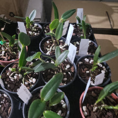 Cattleya loddigesii  var. alba ( Fragrant and Rare Species )