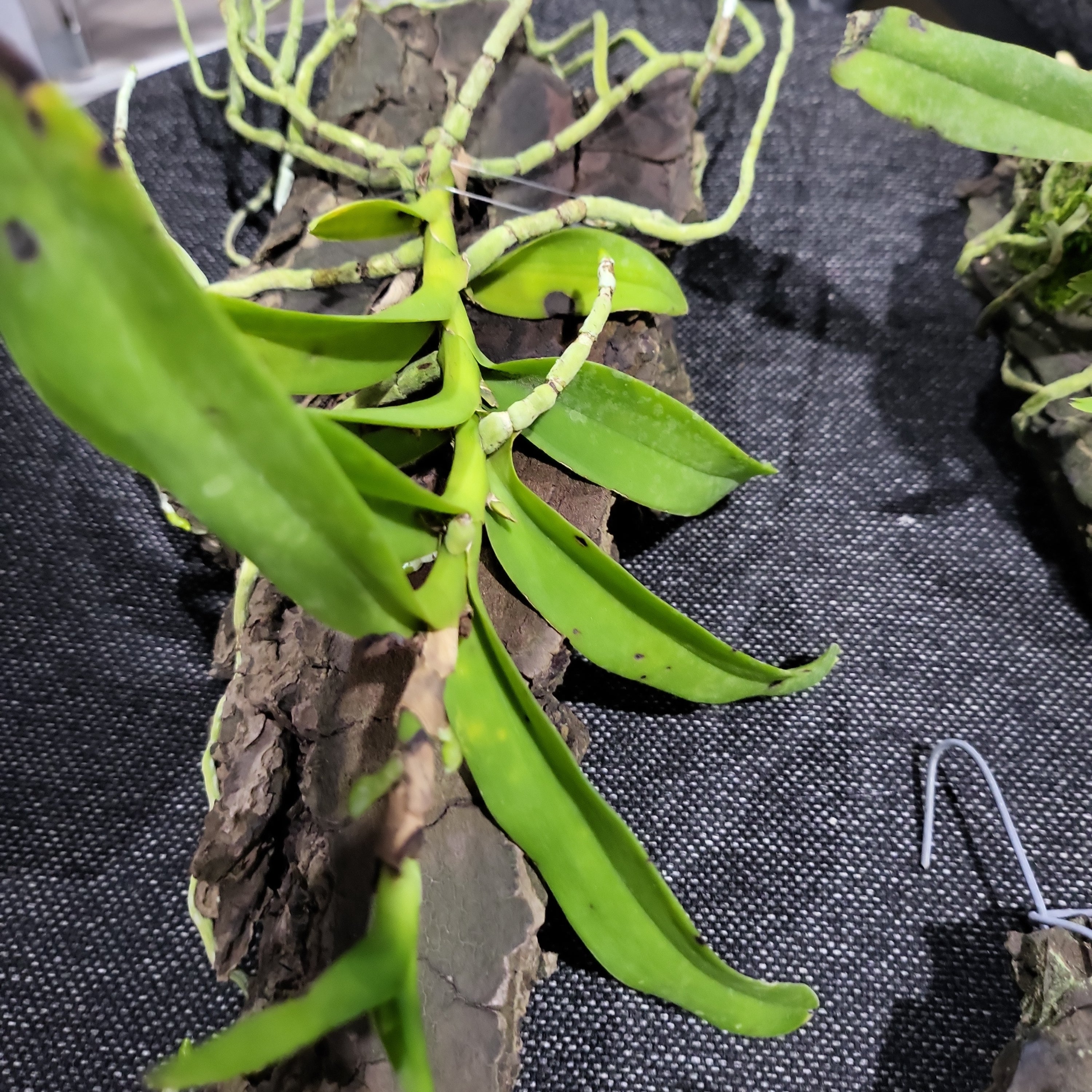 Diplopanda Lollygobble Blissbomb= (Diploprora Championii X Vanda Cristata) Secondary image