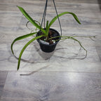 Very Fragrant Vanda Tricolor Var. Suavis