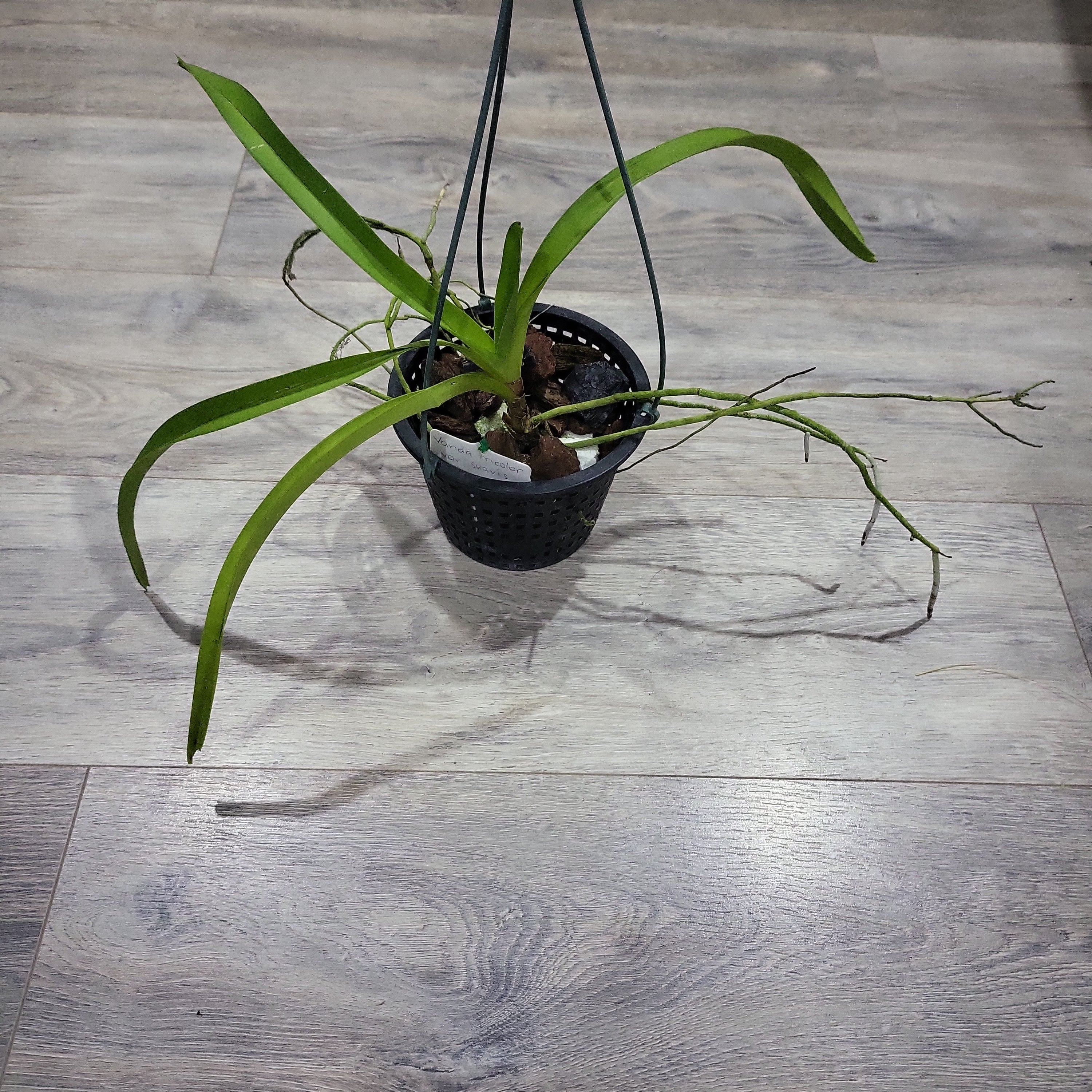 Very Fragrant Vanda Tricolor Var. Suavis